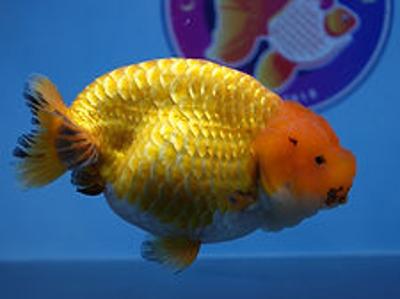 Buy Goldfish Online | Best Goldfish Store for Quality Fish